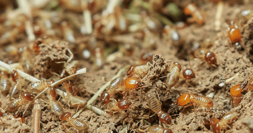 White ant Pest Control