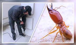 Top Pest Control Services in Sharjah