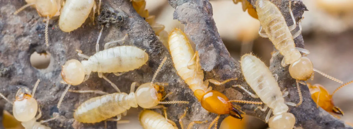 termite-signs-and-damages