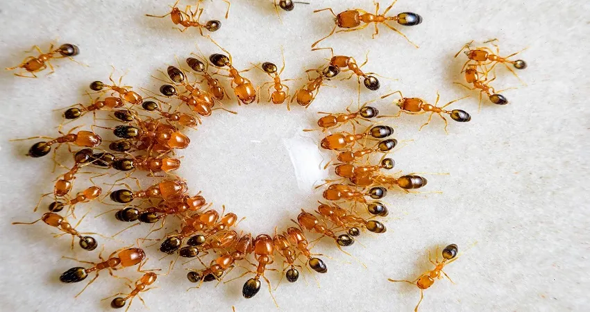 white-circle-ants