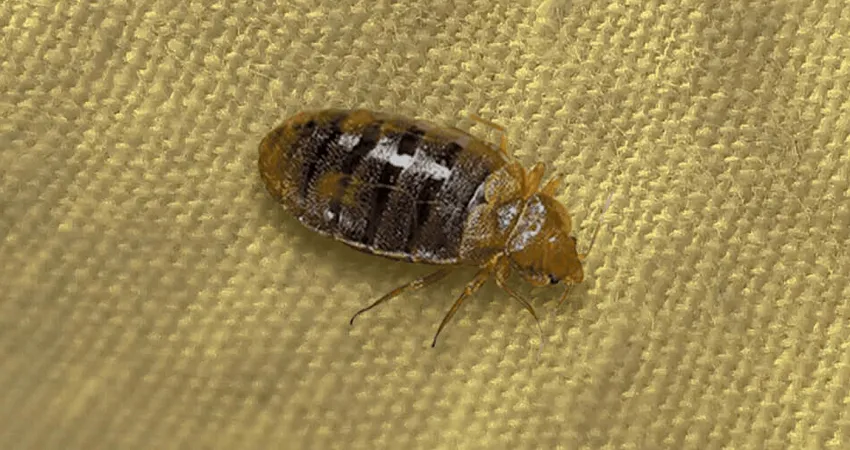 bed-bugs-control