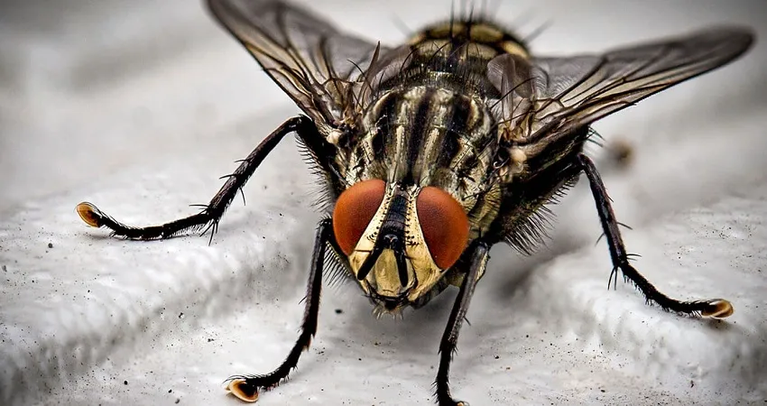 fly-control-services