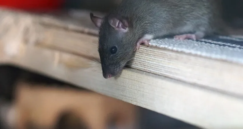 Rodent Pest Control