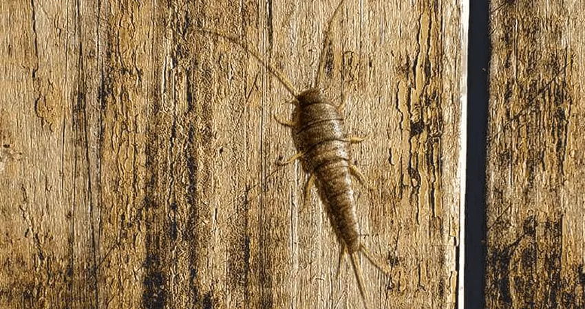 silverfish-pest-control-services