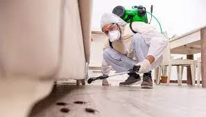 Cockroach Pest Control Services In Dubai