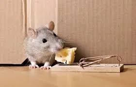 Rodent Pest Control Services