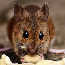 Rat Poison aa
