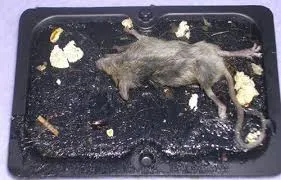 kill rodent