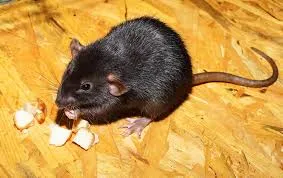 Rodent Pest Treatment Services