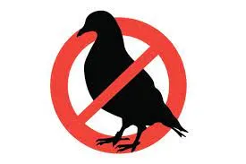 Pigeon Bird Deterrent