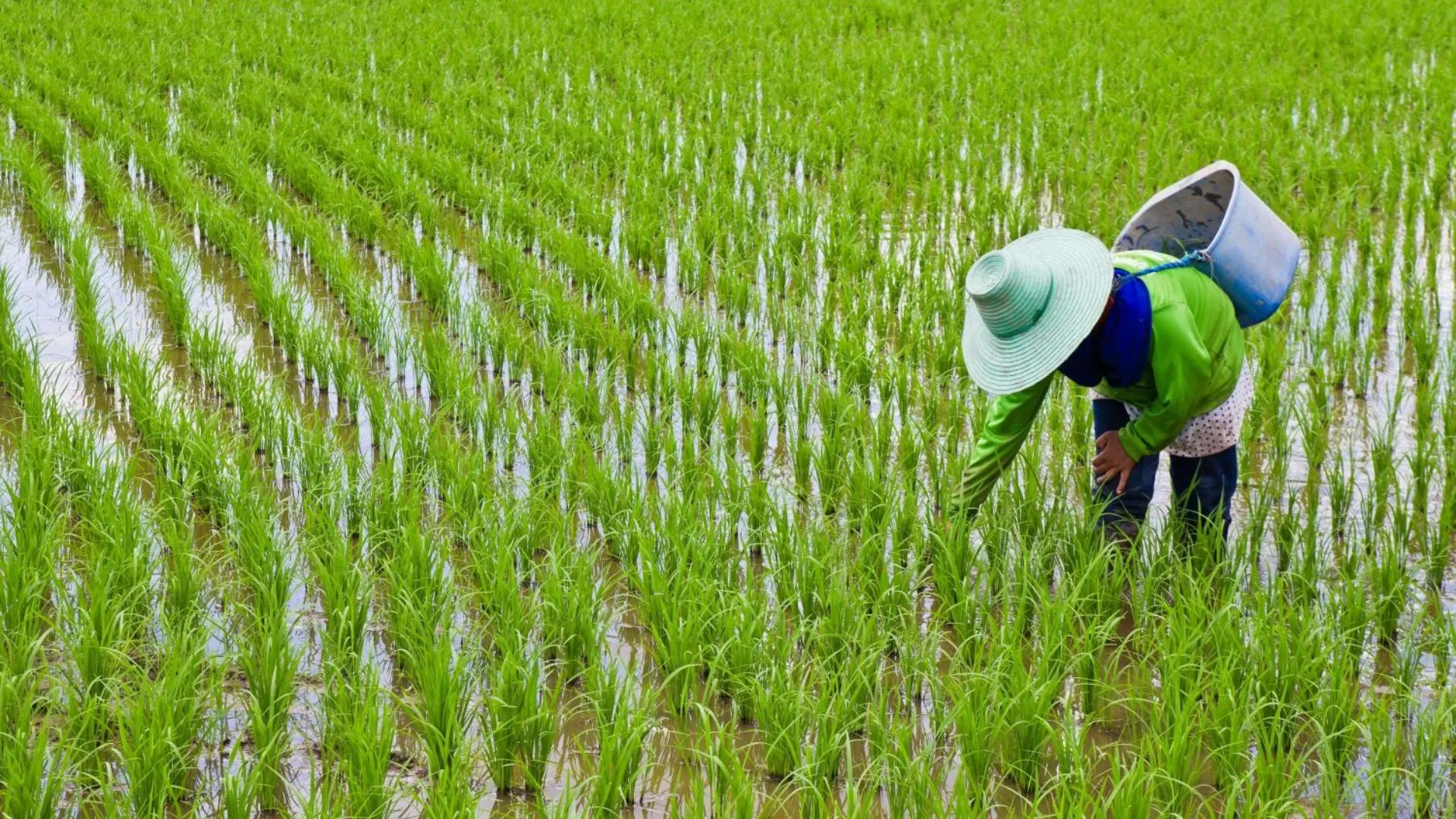 Tobacco and Rice Fumigation in Dubai